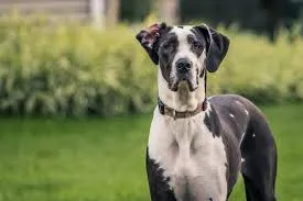 Max photo 1